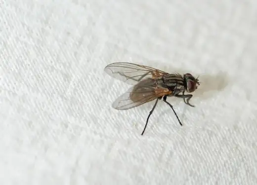 Kleine Fliegen in der Wohnung loswerden - so klappt es